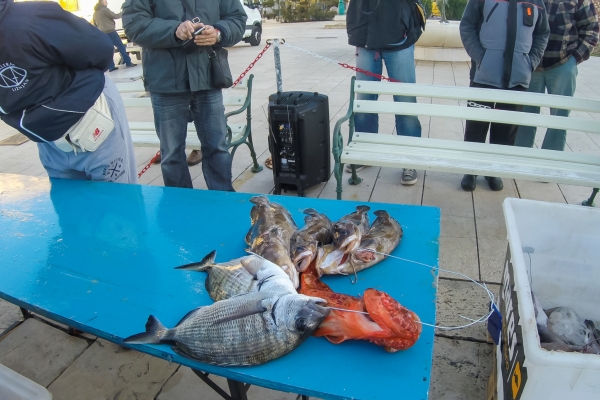 losinj-spearfishing36F3748ABD-61F1-7E14-4C10-A6A7DDE35DA2.jpg