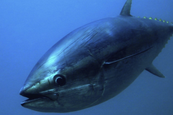 tuna174AF133-E867-59E7-BAF9-B3BDD4A3BF8C.jpg